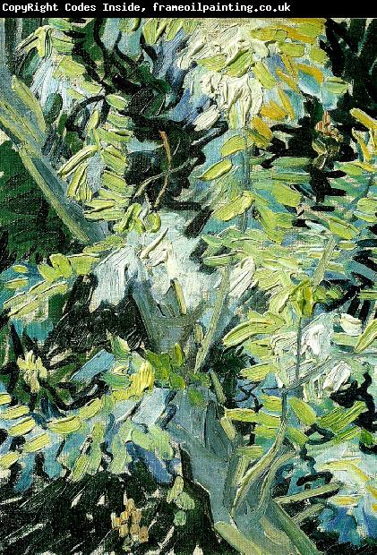Vincent Van Gogh blommande akaciagrenar